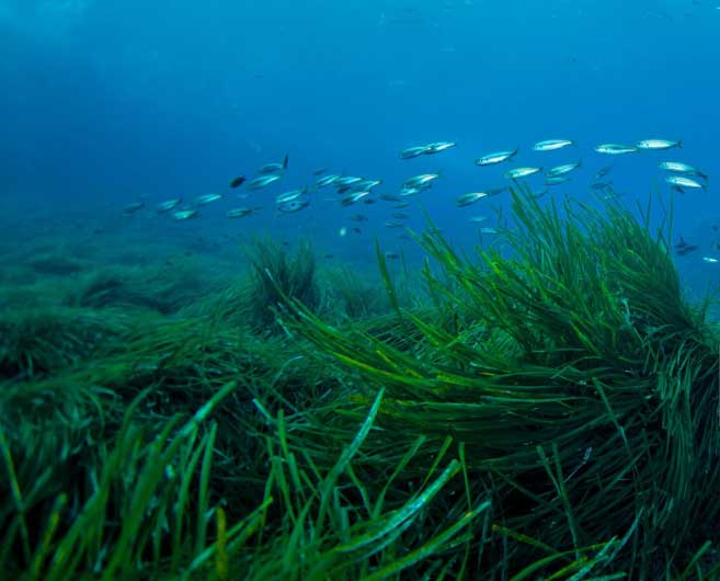 posidonia-w